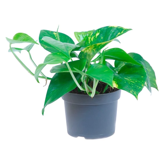 Epipremnum pinnatum 'Aureum' / Szobafutóka