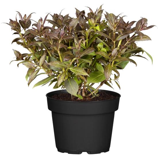 Weigela florida 'Purpurea nana' / Törpe rózsalonc