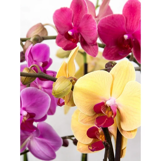 Phalaenopsis / Lepkeorchidea, Pillekosbor (1 ágas)