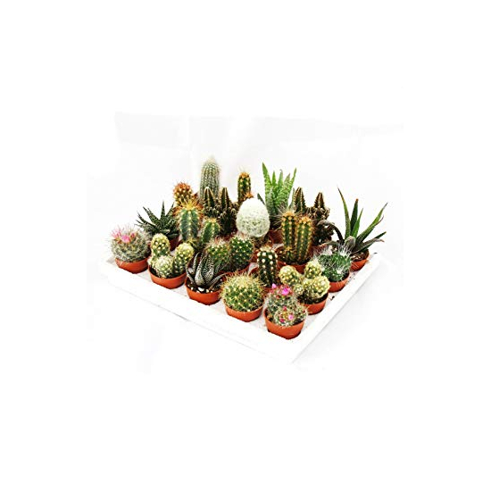 Kaktusz mix - kicsi