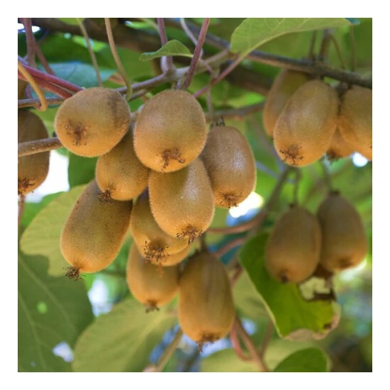 Actinidia chinensis 'Hayward' / Termős kivi