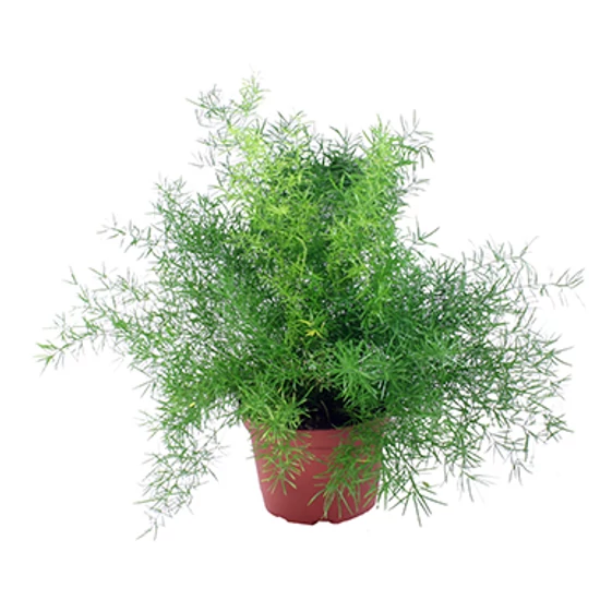 Asparagus sp. / Szobai aszparágusz