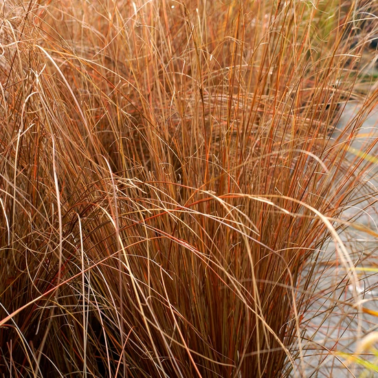 Carex buchananii / Bőrlevelű sás