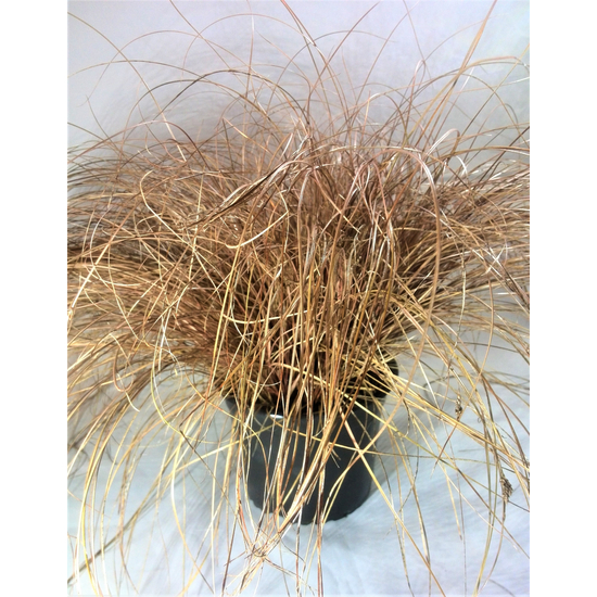 Carex comans ‘Bronze Perfection’ / Bronz sás 
