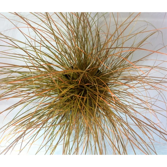 Carex testacea / Narancsos sás