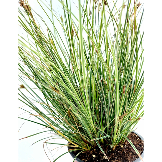 Carex brunnea 'Albolineata'/ Tarka sás