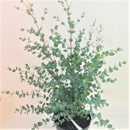 Eucalyptus gunnii 'Silverana' / Havasi eukaliptusz