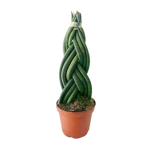 Sansevieria cylindrica / Fonott hengeres anyósnyelv