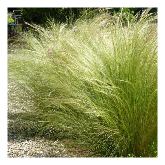 Stipa tenuissima / Árvalányhaj