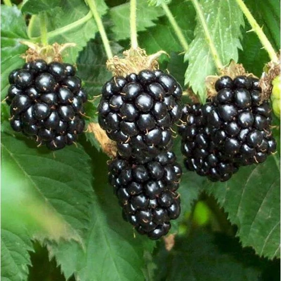 Rubus fruticosus 'Thornfree' / Thornfree tüskétlen szeder (szabadgyökeres)