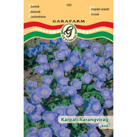 Campanula carpatica / Kárpáti harangvirág