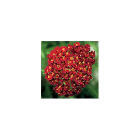 Achillea millefolium 'Desert Eve Red' / Piros virágú közönséges cickafark