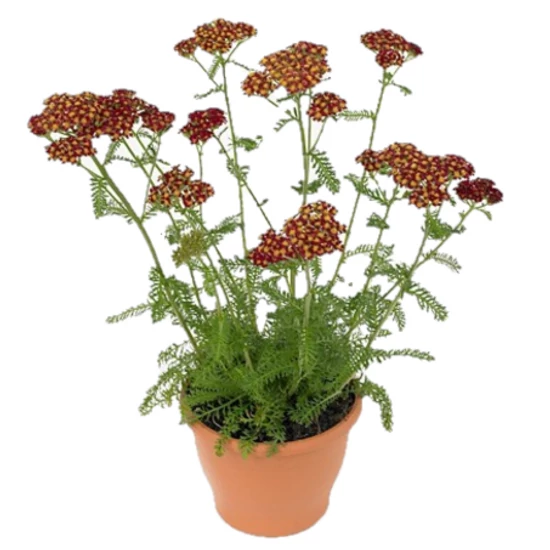 Achillea millefolium 'Desert Eve Red' / Piros virágú közönséges cickafark