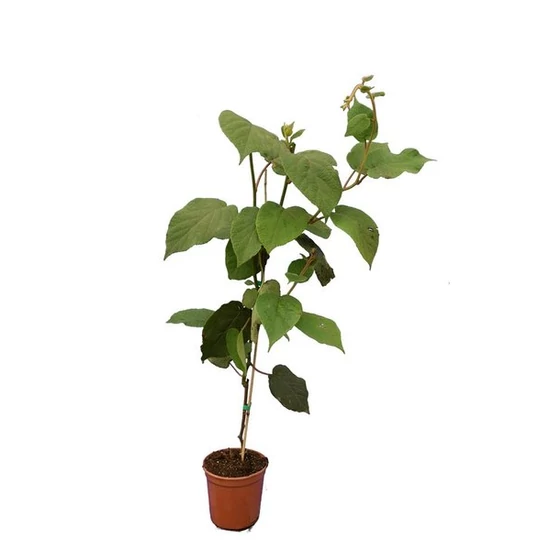 Actinidia deliciosa 'Solo' / Öntermékeny kivi