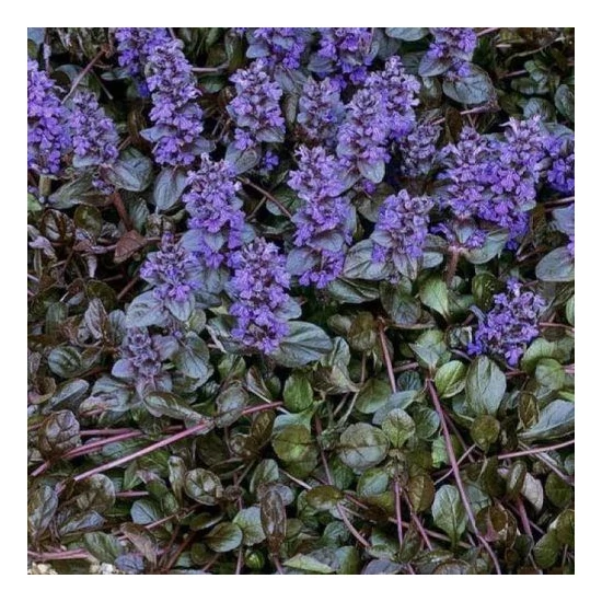 Ajuga reptans 'Braunherz' / Indás ínfű