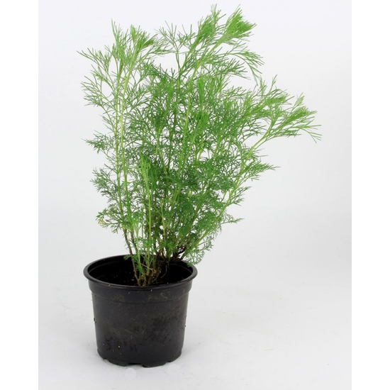 Artemisia abrotanum / Ürömcserje, istenfa