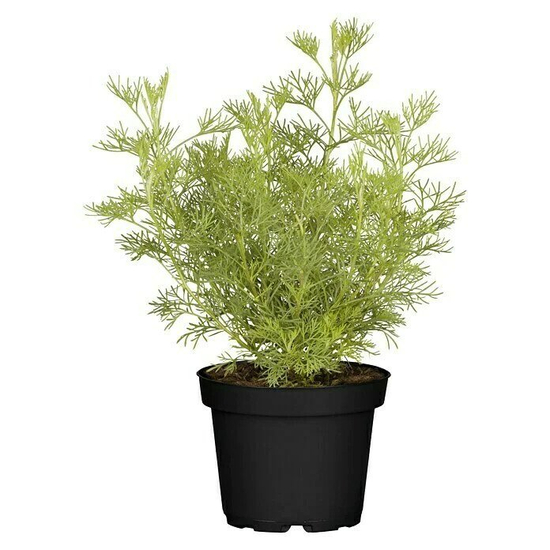 Artemisia abrotanum / Ürömcserje, istenfa