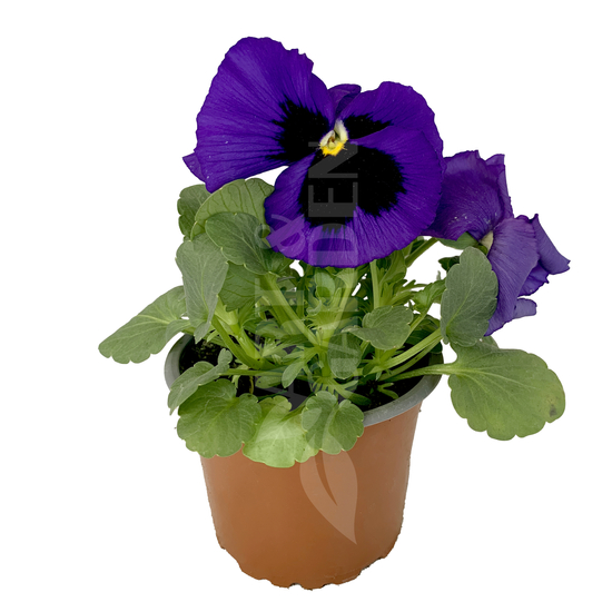 Viola x wittrockiana / Nagy virágú árvácska