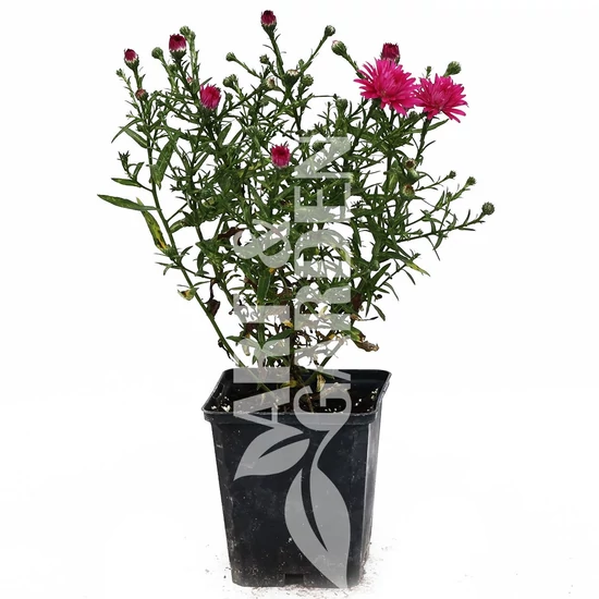 Aster novi-belgii 'Royal Ruby' / Kopasz bíborpiros őszirózsa