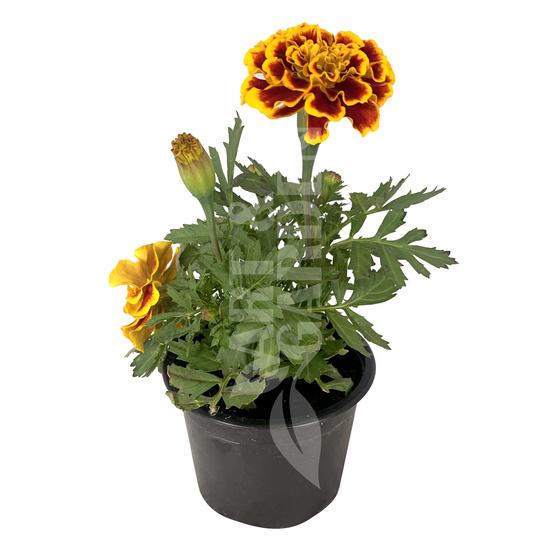 Tagetes patula / Bársonyvirág, büdöske
