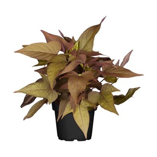 Ipomoea batatas 'Sweet Caroline Red' / Pirosas levelű dísz édesburgonya
