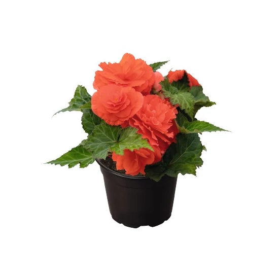 Begonia x tuberhybrida / Gumós begónia