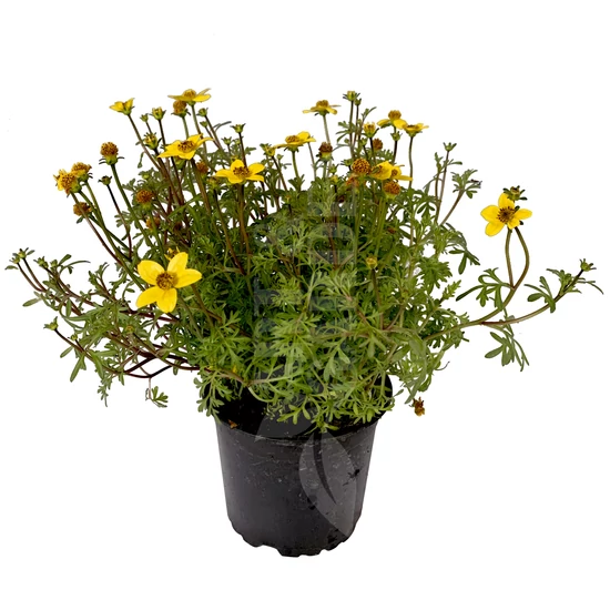 Bidens ferulifolia / Balkon aranya