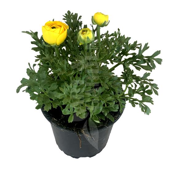 Ranunculus / Boglárka