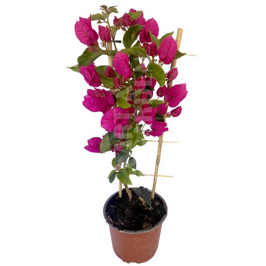 Bougainvillea / Murvafürt