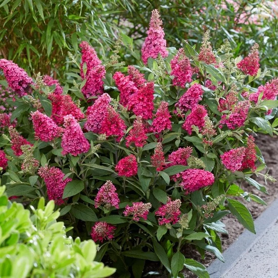 Buddleija davidii 'Butterfly Candy Little Ruby' / Rózsaszín virágú törpe nyáriorgona