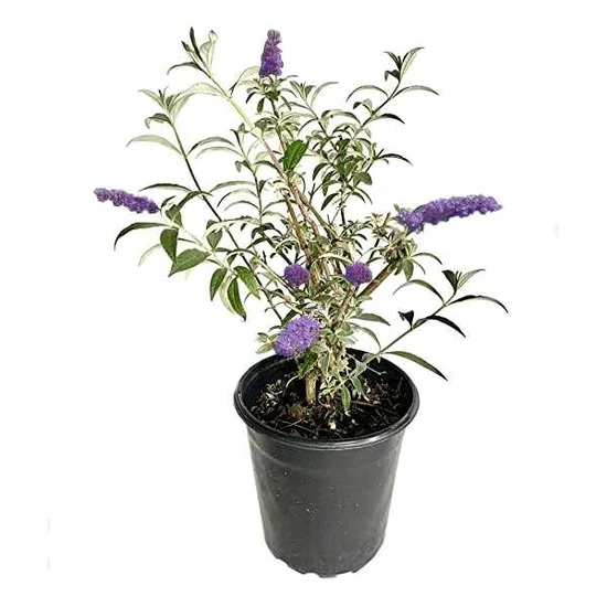 Buddleja 'Tutti Frutti' / Lila virágú törpe nyári orgona