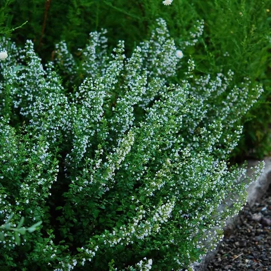 Calamintha nepeta ssp. nepeta / Mirigyes pereszlény