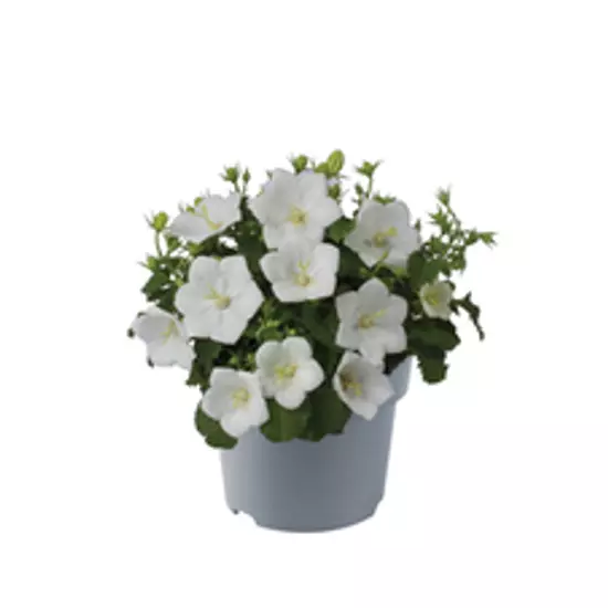 Campanula carpathica 'Pristar White' / Fehér virágszínű kárpáti harangvirág