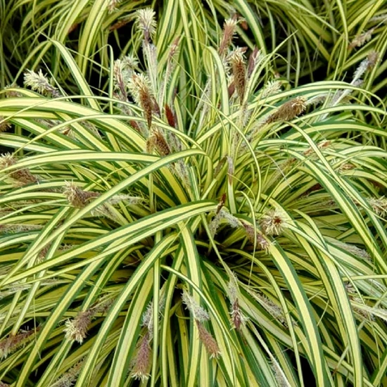 Carex oshimensis 'Evergold' / Tarka sás