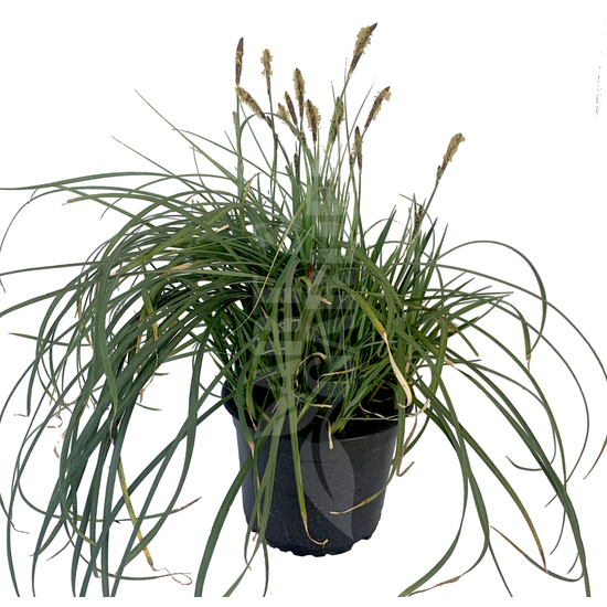 Carex panicea 'Pamira' / Muhar sás