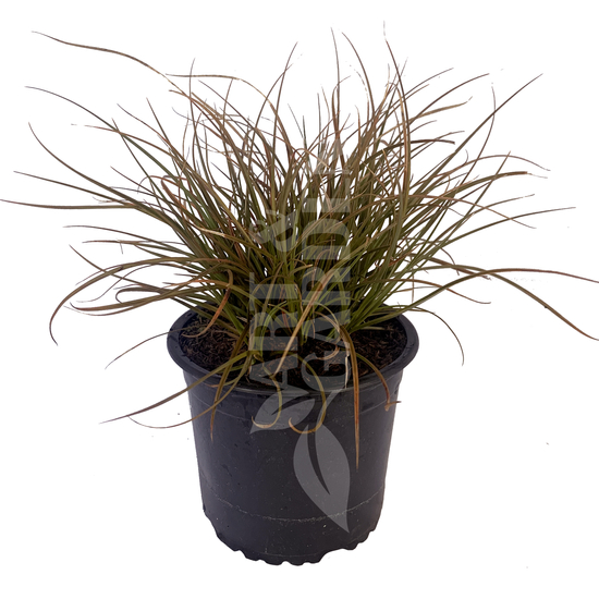 Carex testacea / Bronzfű
