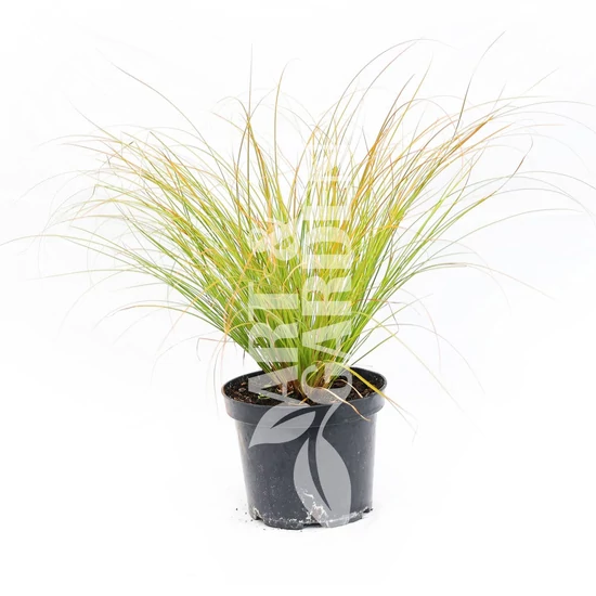 Carex testacea 'Prairie Fire' / Narancsos sás, rézvörös sás
