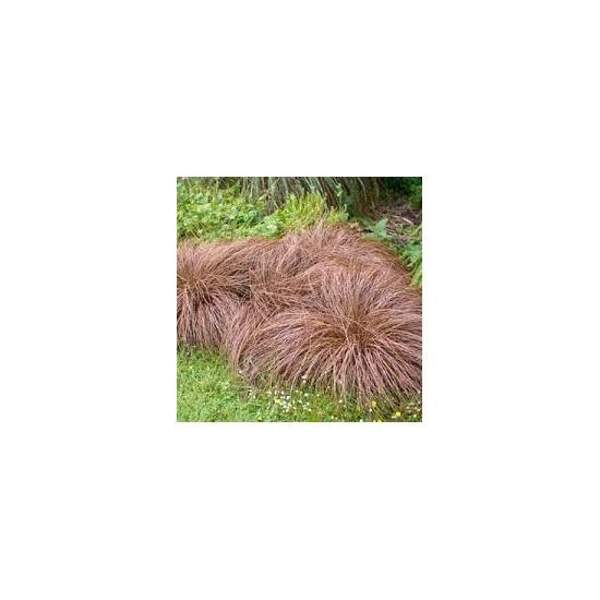 Carex comans ‘Bronze Form’ / Bronz sás
