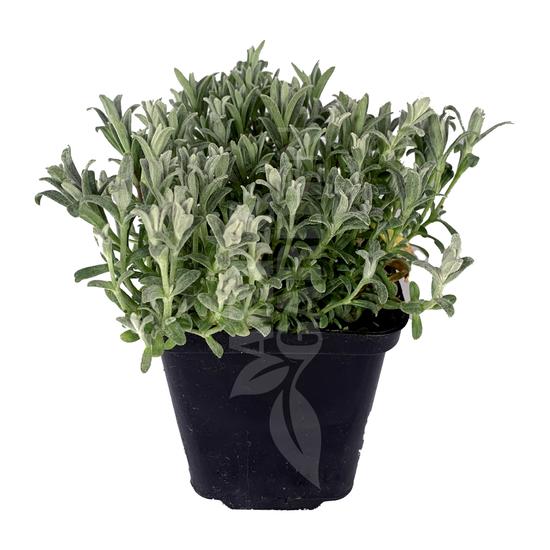Cerastium tomentosum / Molyhos madárhúr