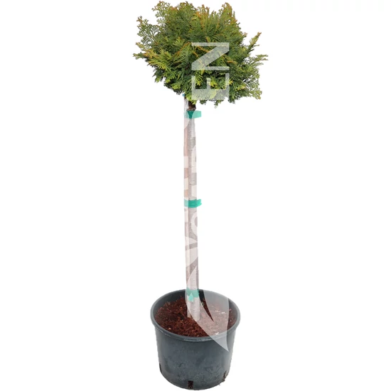 Chamaecyparis obtusa 'Nana Gracilis' / Hinoki álciprus (1/4 törzses)