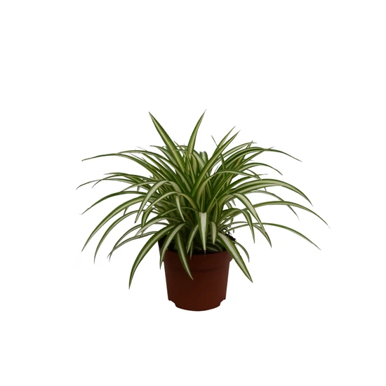 Chlorophytum comosum 'Variegatum' / Csokrosinda