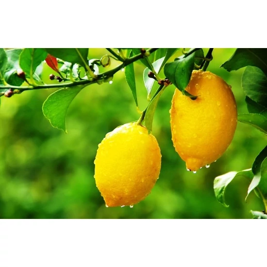 Citrom / Citrus limonum