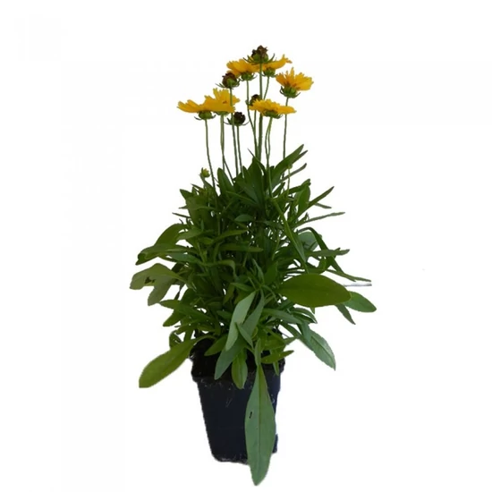 Coreopsis grandiflora 'Illico' / Nagyvirágú menyecskeszem