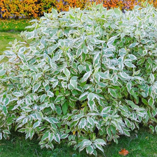 Cornus alba 'Elegantissima' / Tarka levelű fehér som