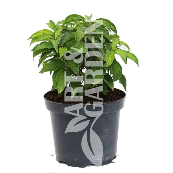 Cornus 'Kelsey' / Selymes som