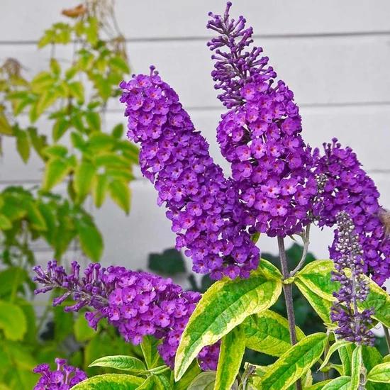 Buddleja davidii 'Santana' / Nyáriorgona