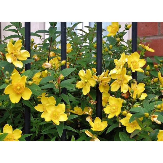 Hypericum x 'Hidcote' \ Cserjés orbáncfű