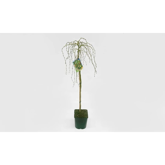 Caragana arborascens 'Walker' / Keskenylevelű csüngő borsófa