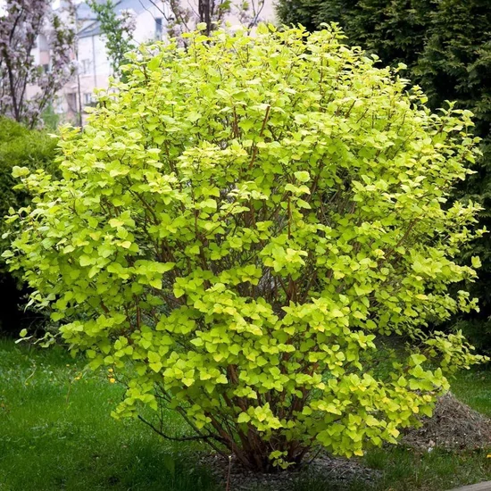 Physocarpus opulifolius 'Luteus' / Sárga levelű hólyagvessző