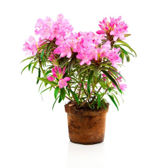 Rhododendron hybrid / Rododendron